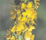 agrimony