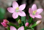 centaury