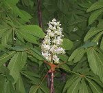 chestnut bud