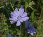 chicory