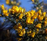 gorse