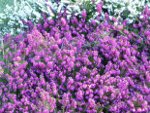 heather