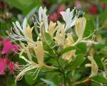 honeysuckle