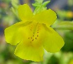 mimulus