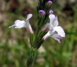 vervain