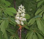 white chestnut