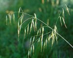 wild oat