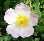 wild rose