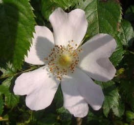 wild rose